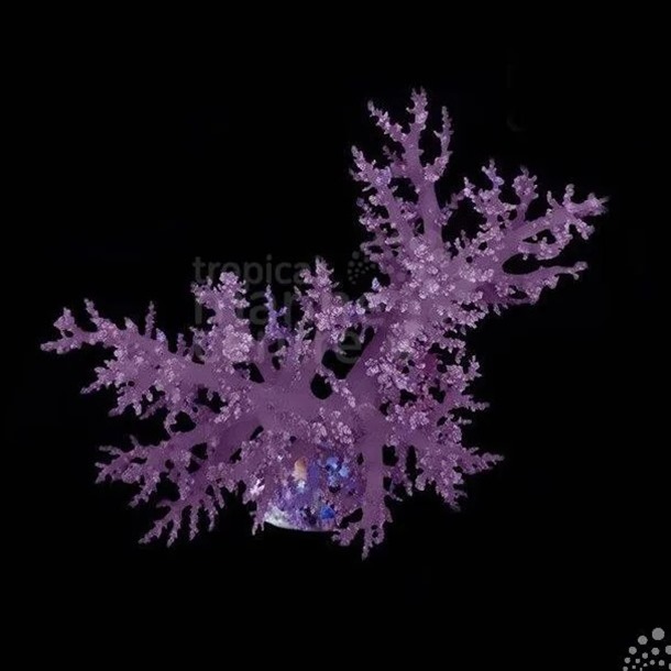 Vaseline Coral