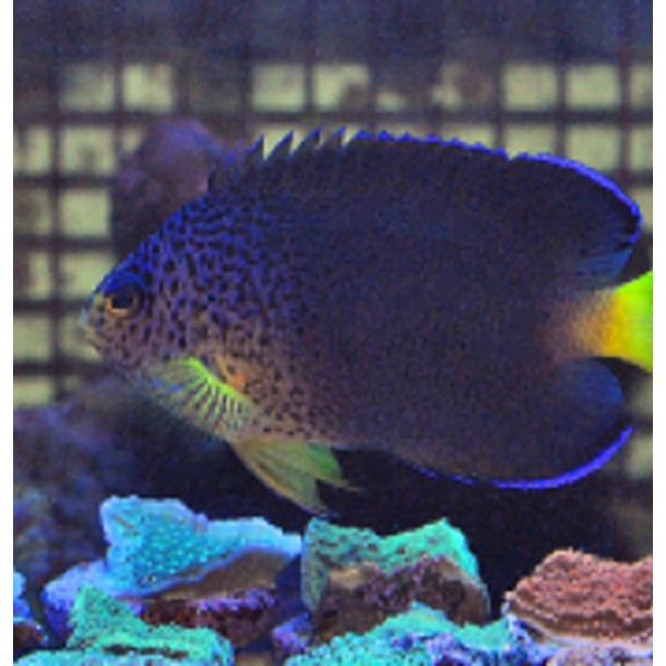 Blue Mauritius Dwarf Angel Fish