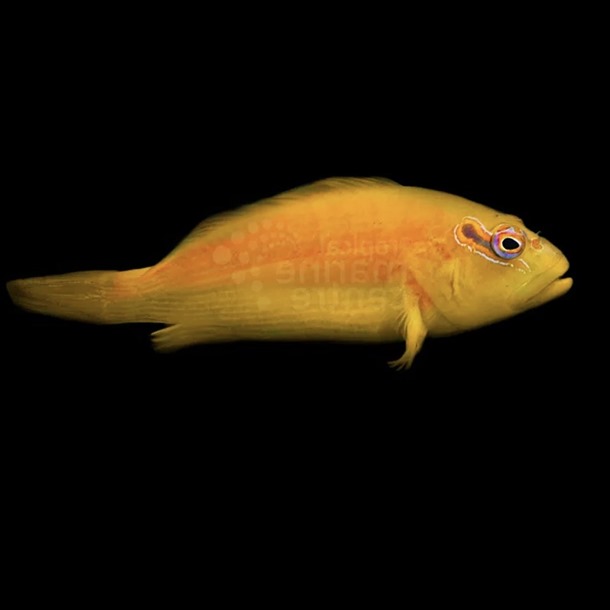 Golden Hawkfish