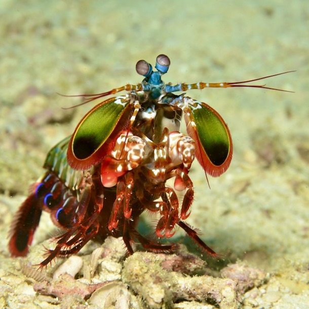 Peacock Mantis Shrimp