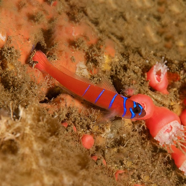 Catalina Nano Goby