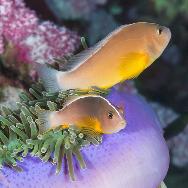 Pink Skunk Clownfish