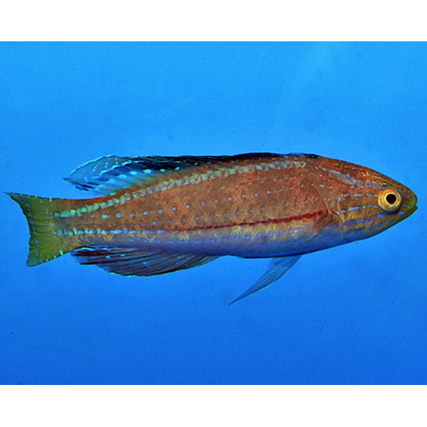 Kato's Fairy Wrasse