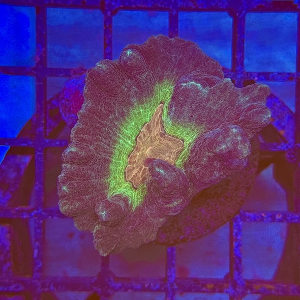 Rainbow Lettuce Frag