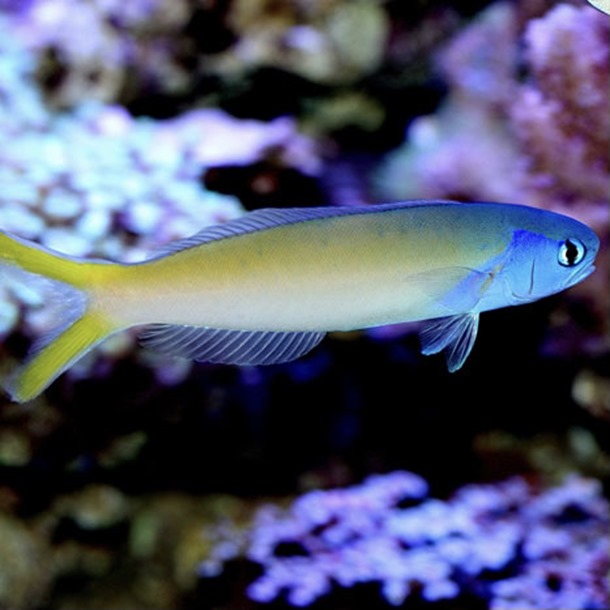 Blue Face Tilefish