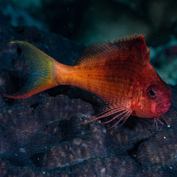 Swallowtail Hawkfish