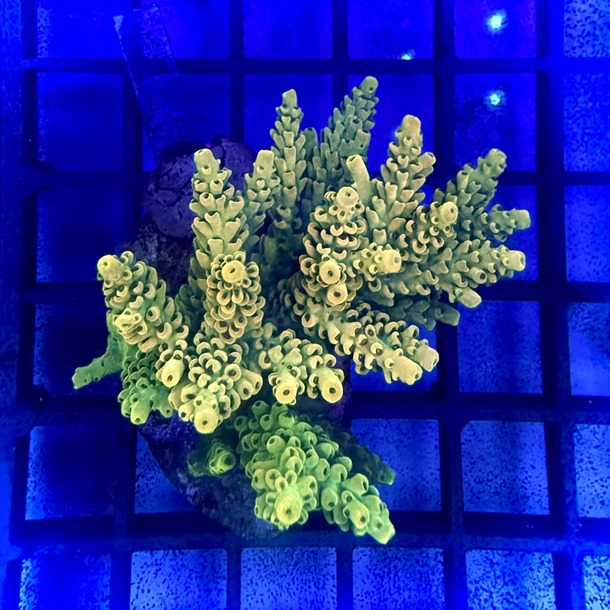 Acro Colony