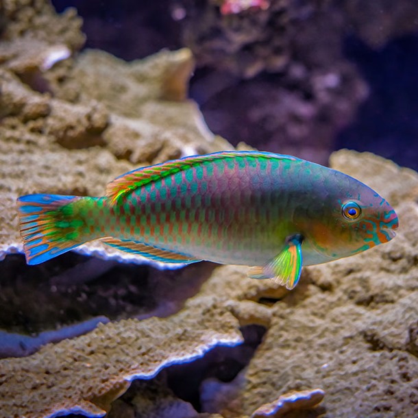 Quoyi Parrotfish