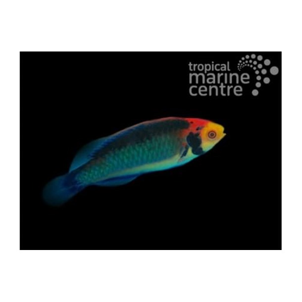 Koi Fairy Wrasse