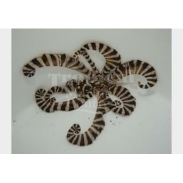 Mimic Octopus