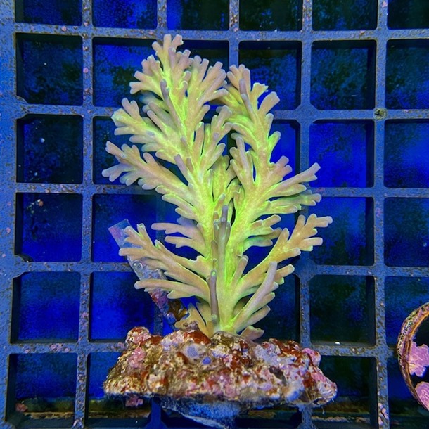 Acropora Colony