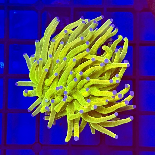 Ultra Grail Torch Frag