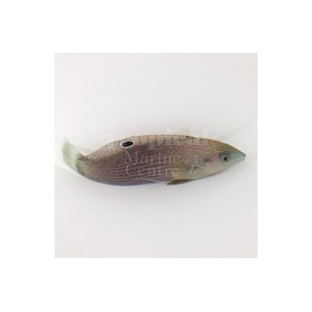 Dusky Wrasse