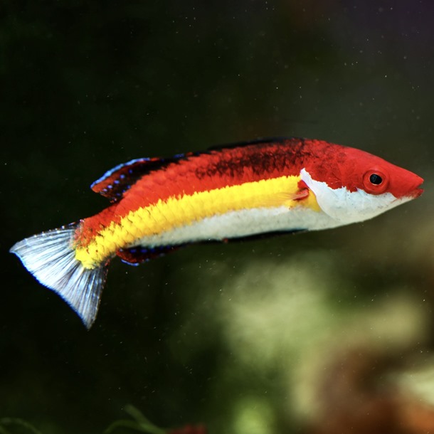 Naoko's Fairy Wrasse