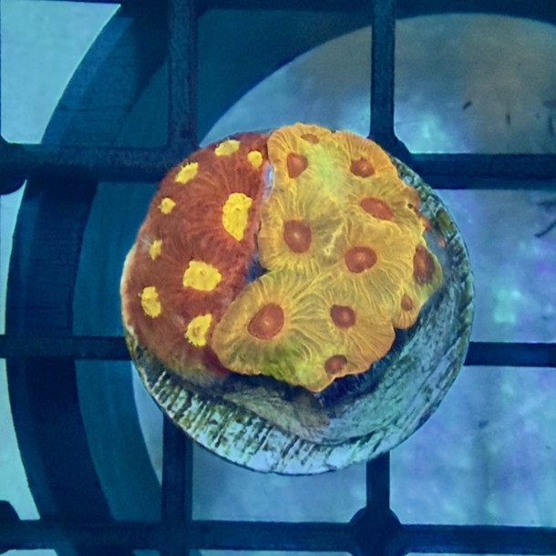 Bicolour Favia Frag