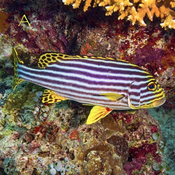 Oriental Sweetlips