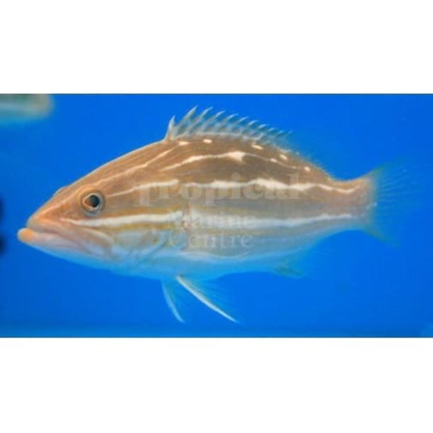 White Lined Grouper