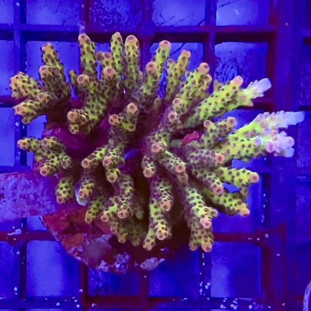 Acropora Colony