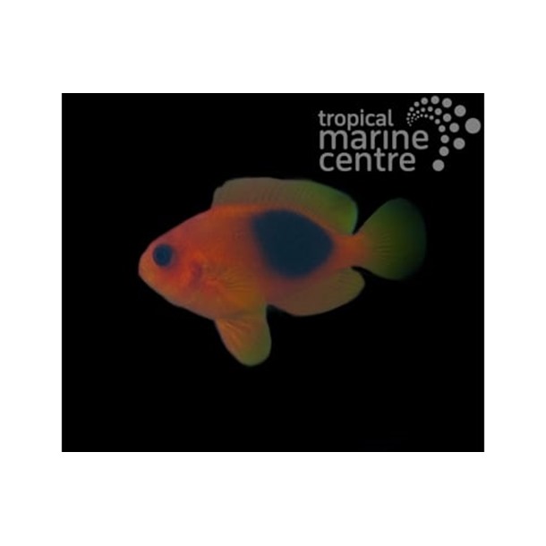 Saddle Tomato Clownfish