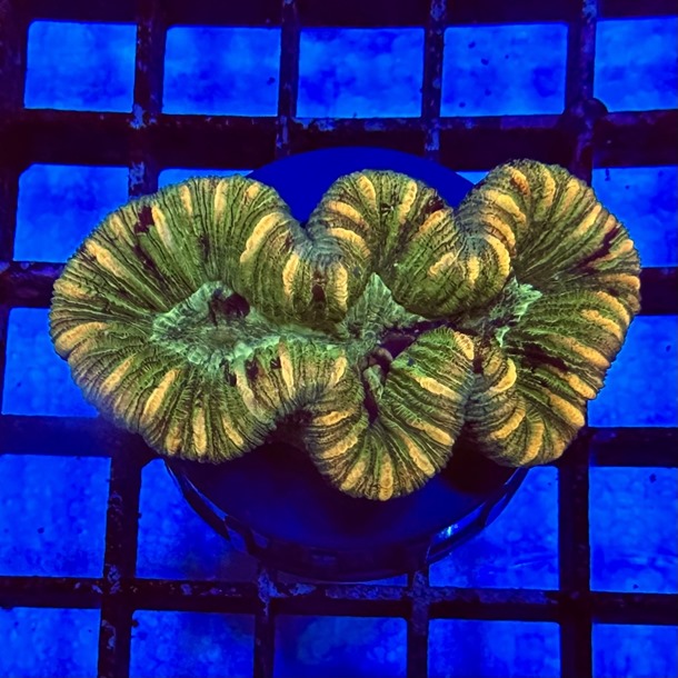 Gold Stripe Trachyphyllia