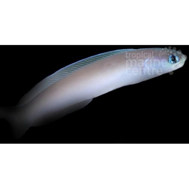 Silver Tilefish