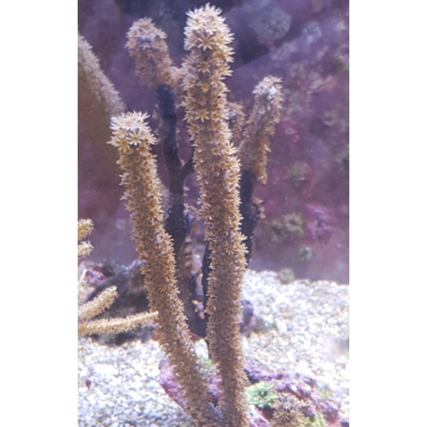 Candelabra Gorgonia