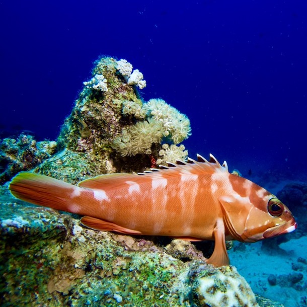 Sunset Grouper