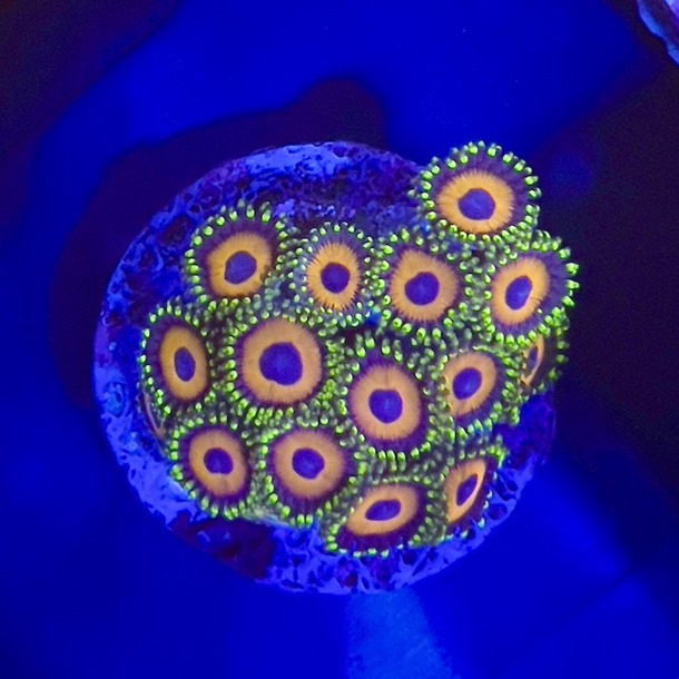 Whammin Watermelon Zoa Frag