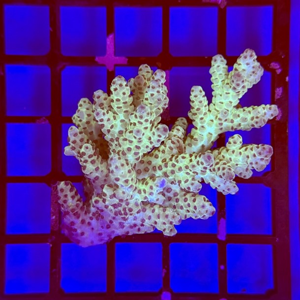 Cookie Monster Acropora