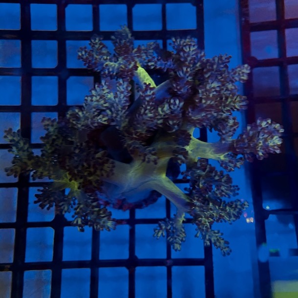 Asparagus Tip Kenya Tree Coral