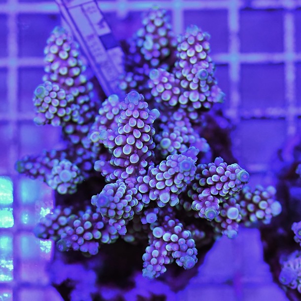 Acropora Colony