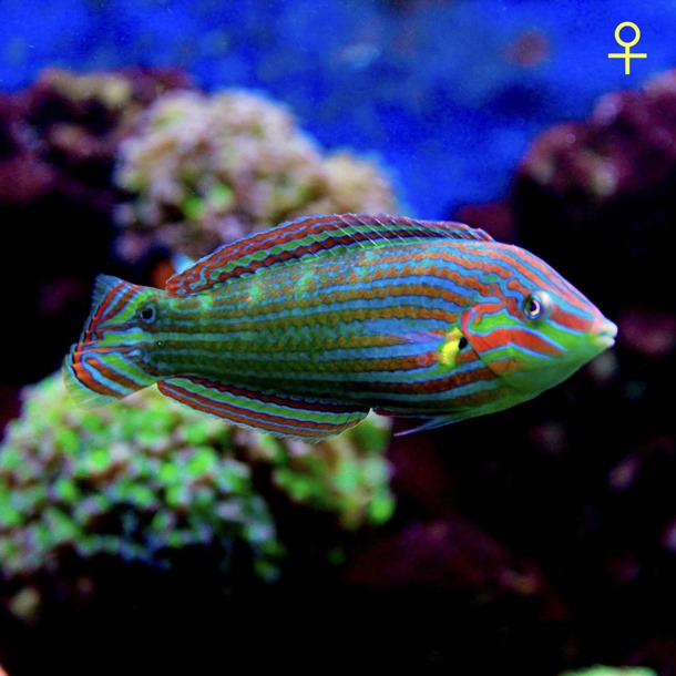 Pink Face Wrasse