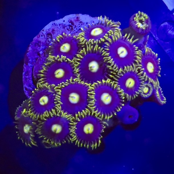 Green Blue Zoa Frags