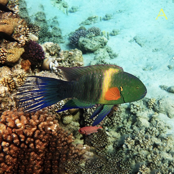 Broomtail Maori Wrasse