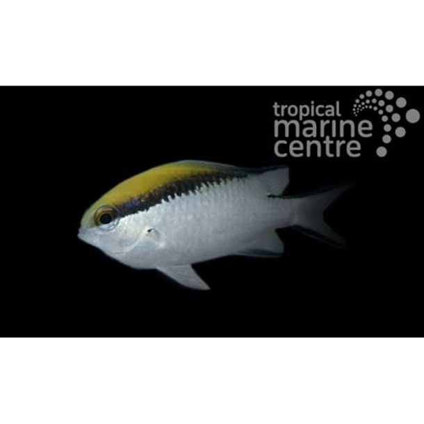 Barrier Reef Chromis