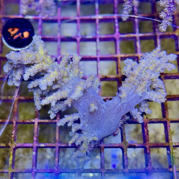 Golden Bush Coral