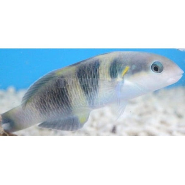  Jensen's Banana Wrasse