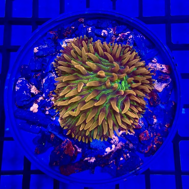 Flame Tip Diaseris Plate