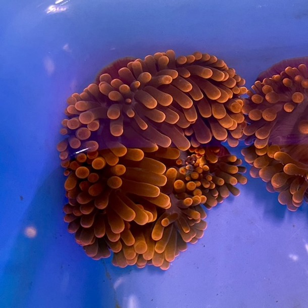 Rose Bubble Tip Anemone