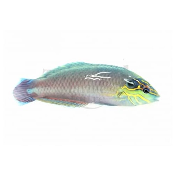 Earmuff Wrasse