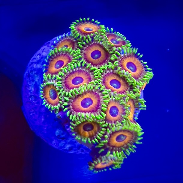 Ultra Zoa Frags