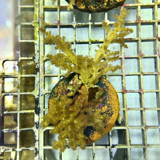 Golden Bush Coral