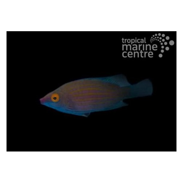 Pinstripe Lined Wrasse