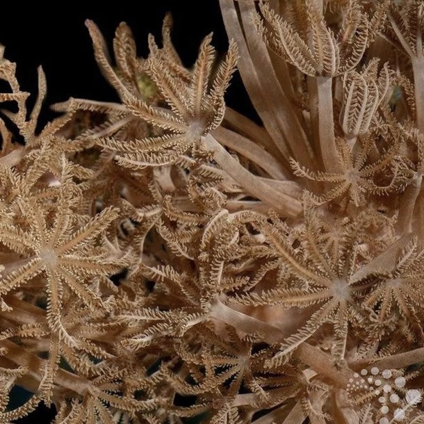 Anthelia Frag