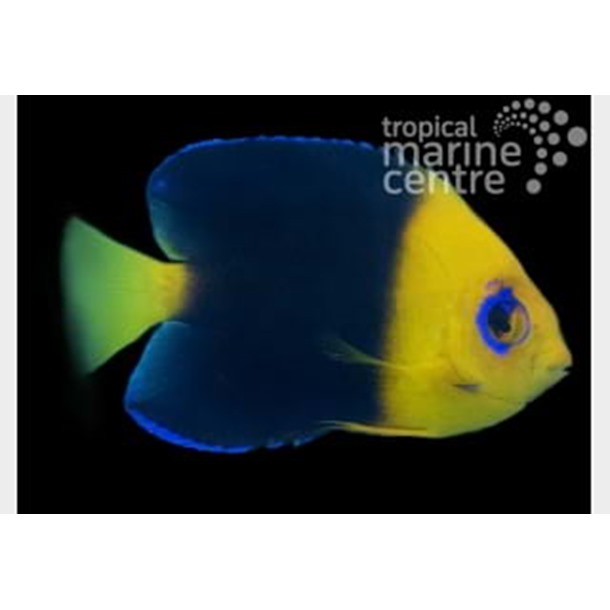 Cocos Pygmy Dwarf Angel Fish
