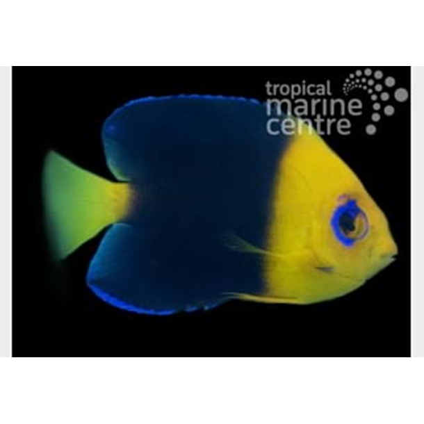 Cocos Pygmy Dwarf Angel Fish