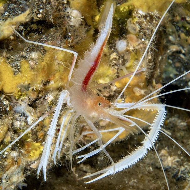 Ghost Boxer Shrimp