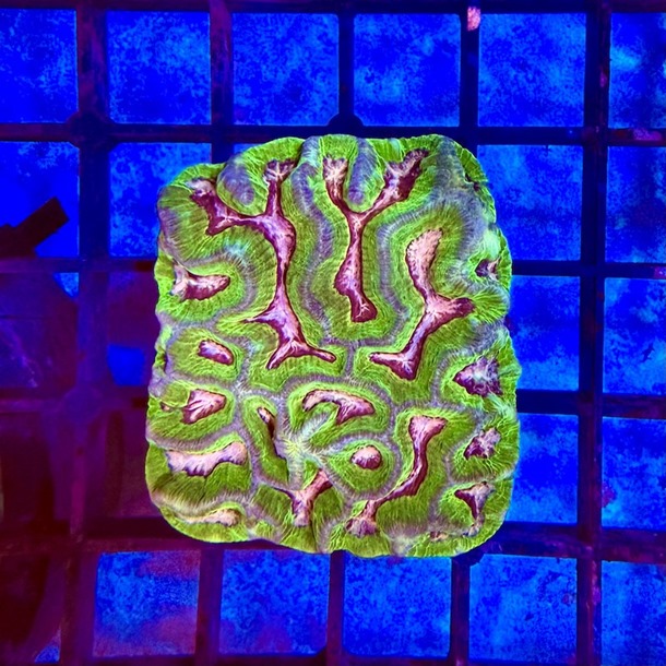 Pink Maze Colony