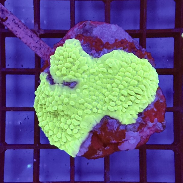 Montipora Colony