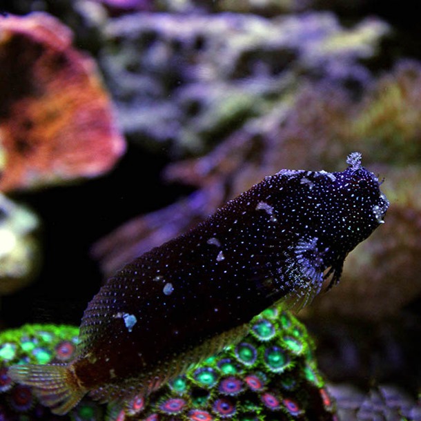 Starry Algae Blenny